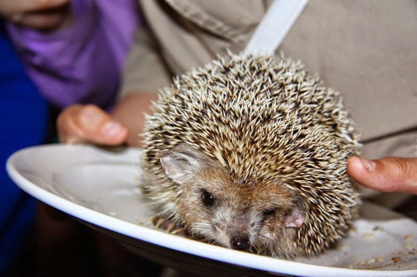 Александр Шеломенцев