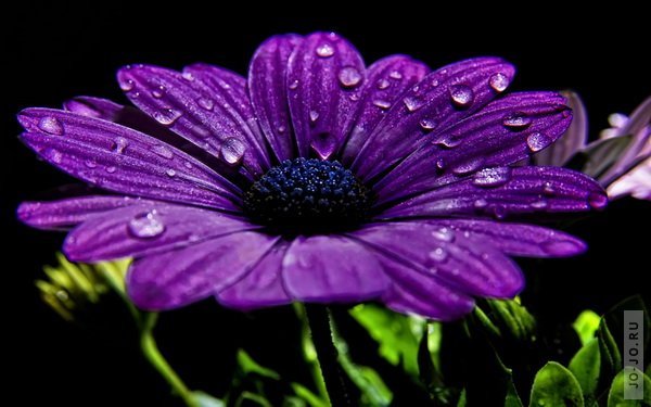 Людмила Абрарова