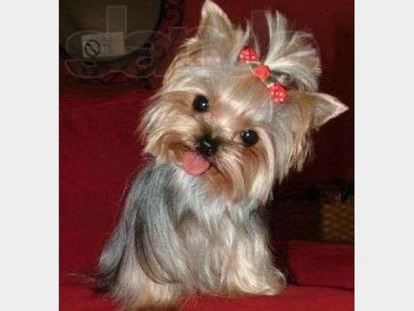 Екатерина Родионова