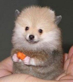 Эльвира Каменская