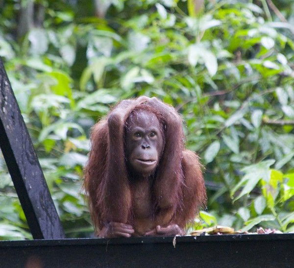 Юрий Косилков