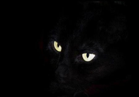 Анна Панасовская