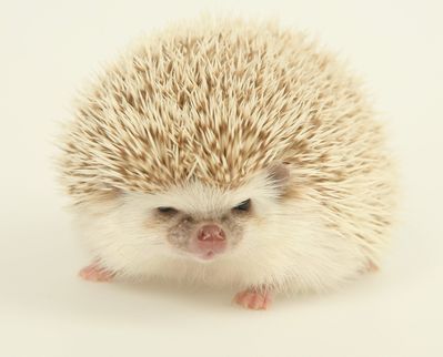 Андрей Помалейко