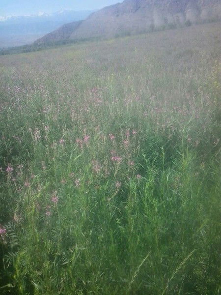 Алмаз Жунусалы Уулу