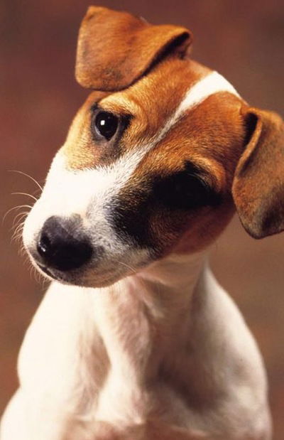 Алёна Новогорских