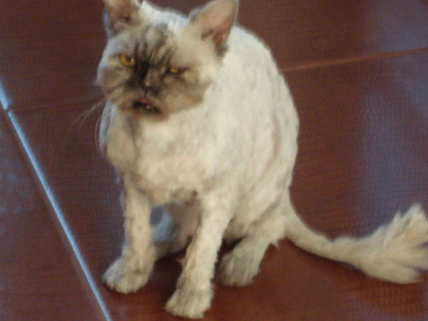 Елена Терентьева