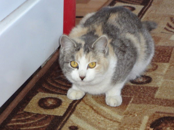 Анастасия Рогозина