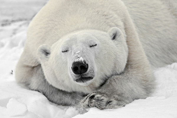 Жорж Птицин