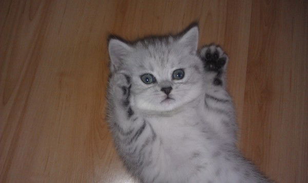 Елена Лукашёва