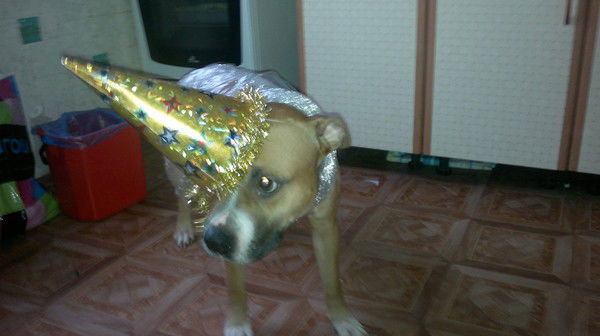 Плюша Шевченко