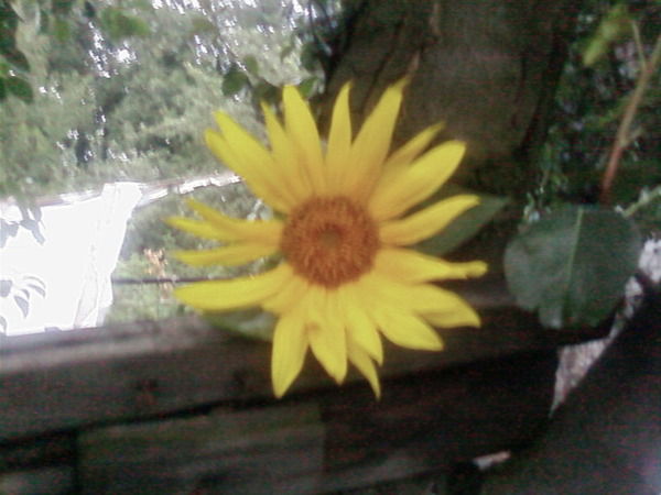 Ольга Беляева