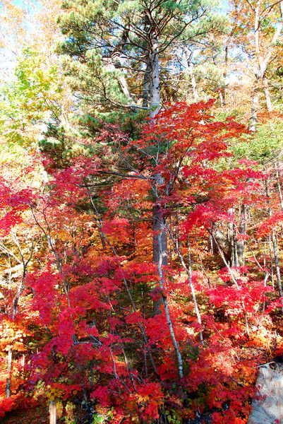 Александр Остриков