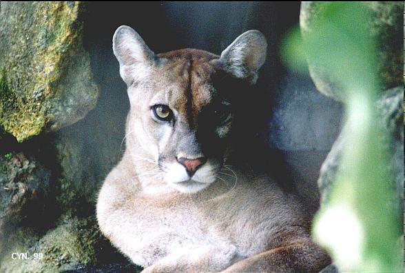 Катя Сичкар