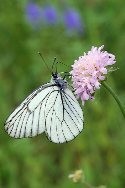 Наталья Степанова