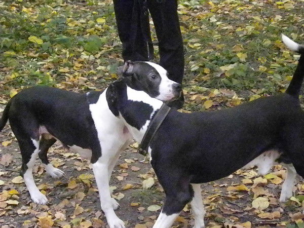 Иван Луховцев