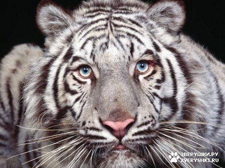 Павел Малкин