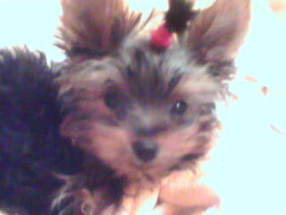 Kim Possible (Грумер)