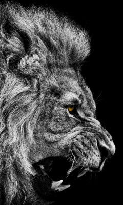 Керил Бычков