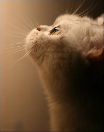 Андрей Мальнев