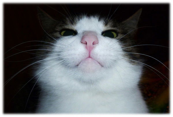 Игорь Истомин