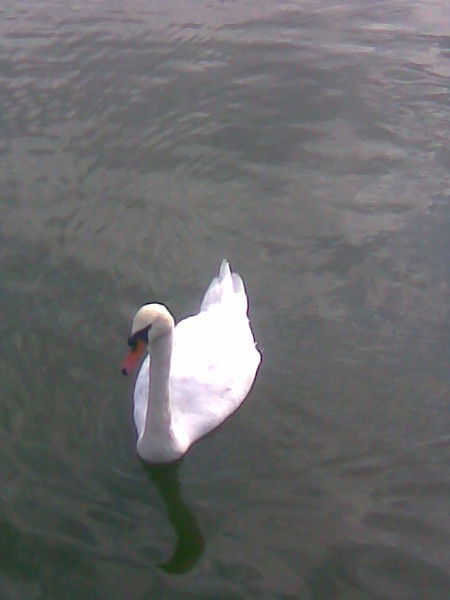 Вера Железняк