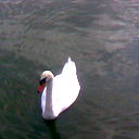 Вера Железняк