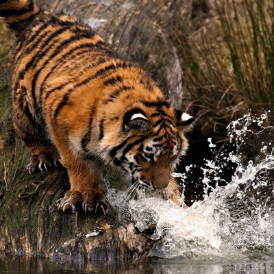 Анжелика Салимова