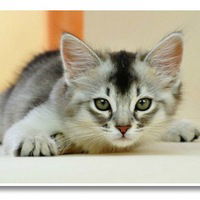 Степан Сумкин