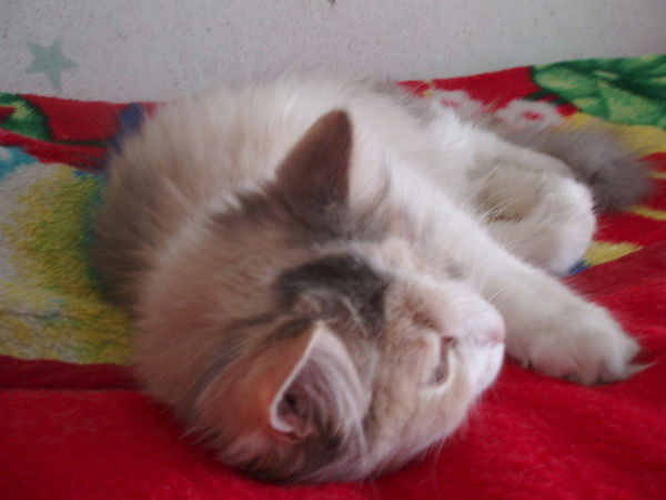 Неизвестно Неизвестно