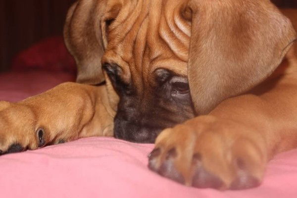 Андрей Ермолаев