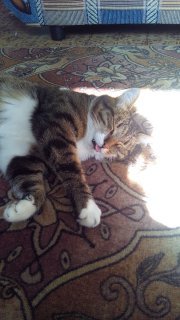 Ксения Степаненкова