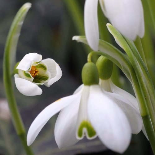 Людмила Шейкина