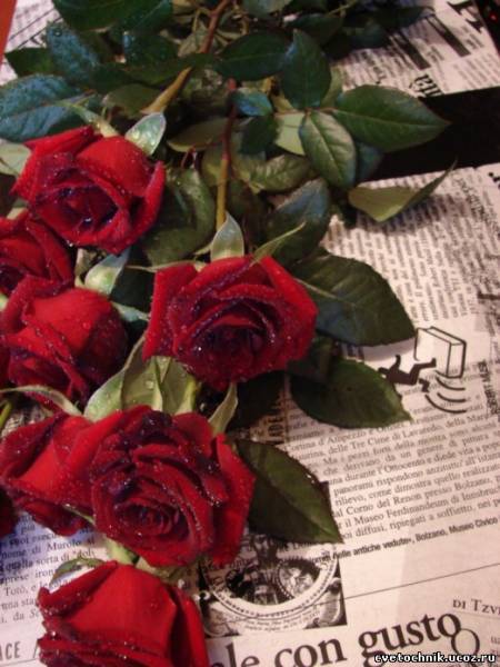 Ольга Науменко