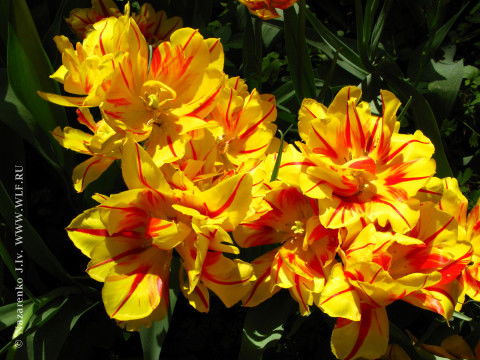 Галина Шкадова