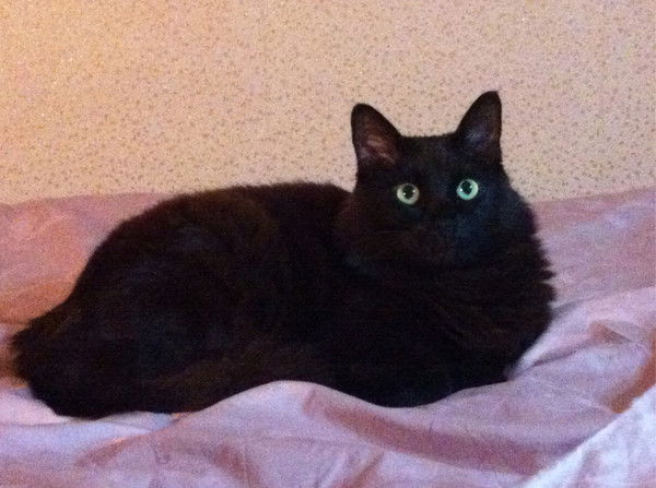 Рустам Гаппоев