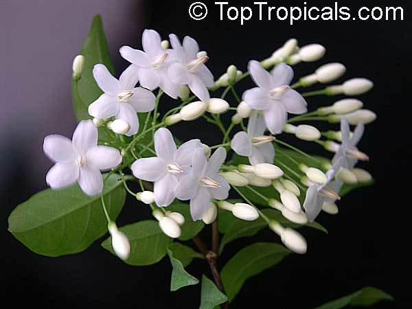 Анна Шумилова