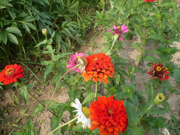 Надежда Мельникова