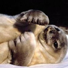 Андрей Крестницкий