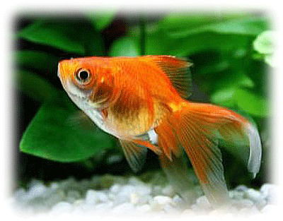 Оксана Бадаева