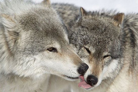 Дед Семеныч