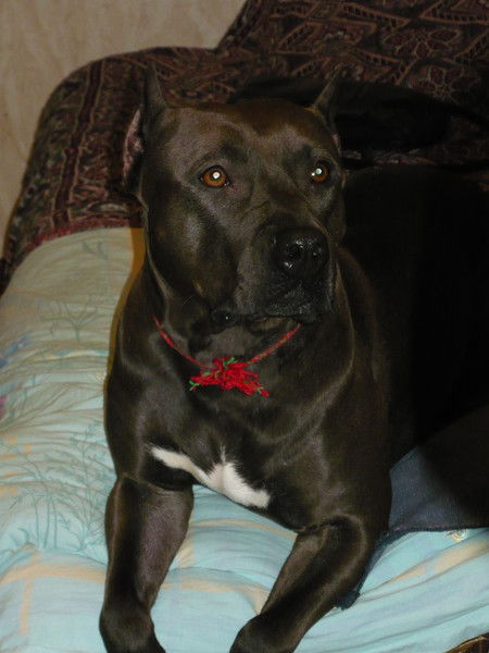 Светлана Михайловская