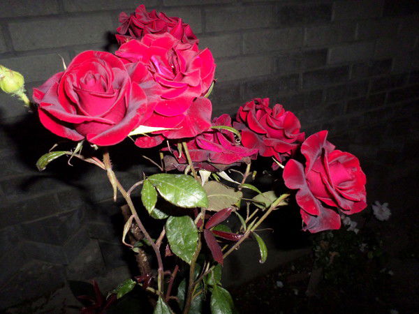 Любовь Матиек