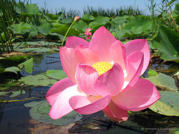 Филиал Фгбу Россельхозцентр По Республик