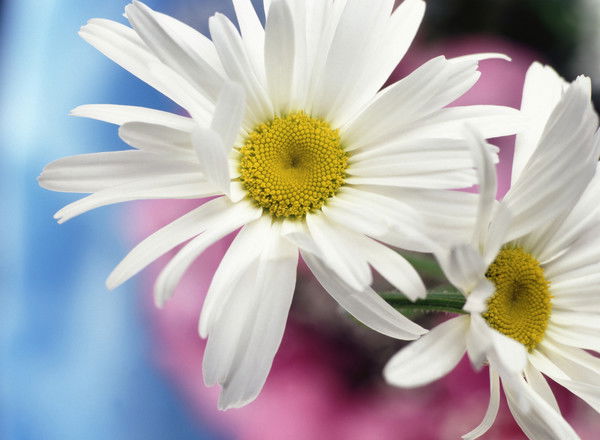 Ирина Струтинская