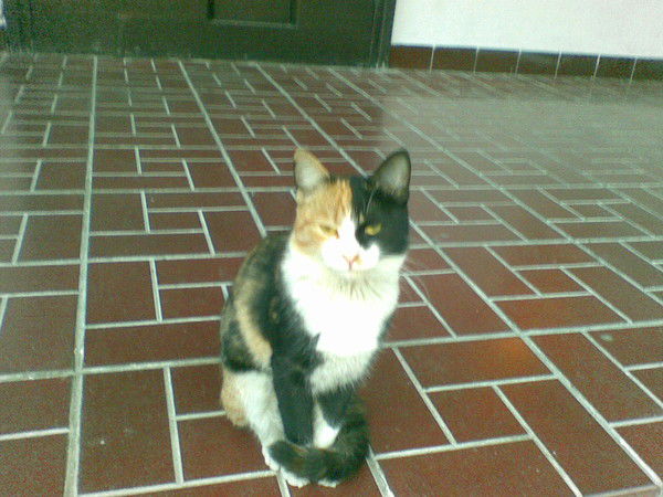 Елена Качалкина