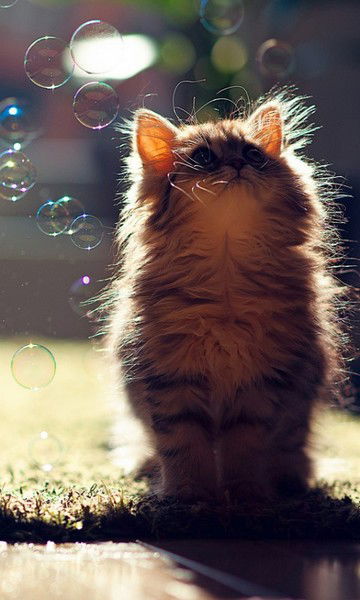 Руслан Мавлюкеев