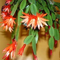 Тамара Нилабович