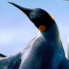 Константин Архипов