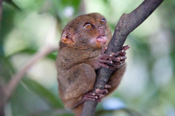 Ульянf Чигорина