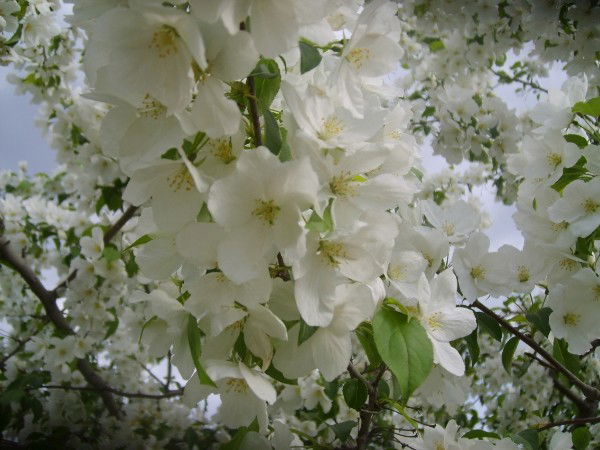 Венера Скуба